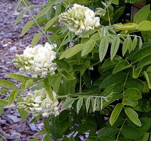 white wisteria2.jpg